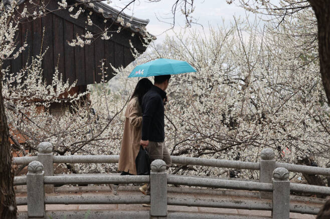 봄비가 내린 12일 오전 전라남도 광양시 다압면 매화마을 일대에서 열린 제22회 광양 매화축제를 찾은 시민들이 우산을 쓴 채 매화나무 사이를 걷고 있다. 백소아 기자
