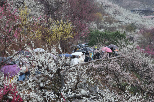 봄비가 내린 12일 오전 전라남도 광양시 다압면 매화마을 일대에서 열린 제22회 광양 매화축제를 찾은 시민들이 우산을 쓴 채 매화나무 사이를 걷고 있다. 백소아 기자